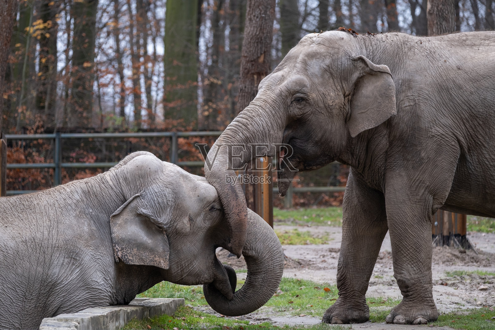 两头亚洲象用鼻子嬉戏互动照片摄影图片