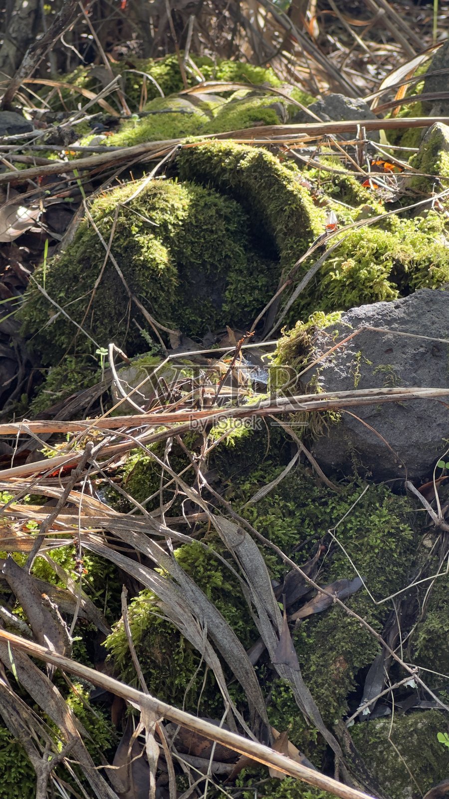 自然农场，阳光，绿色植物照片摄影图片