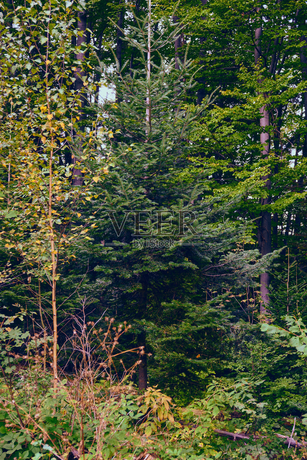 在一片郁郁葱葱的绿色森林中，一棵年轻的冷杉树被其他落叶和针叶树环绕。照片摄影图片