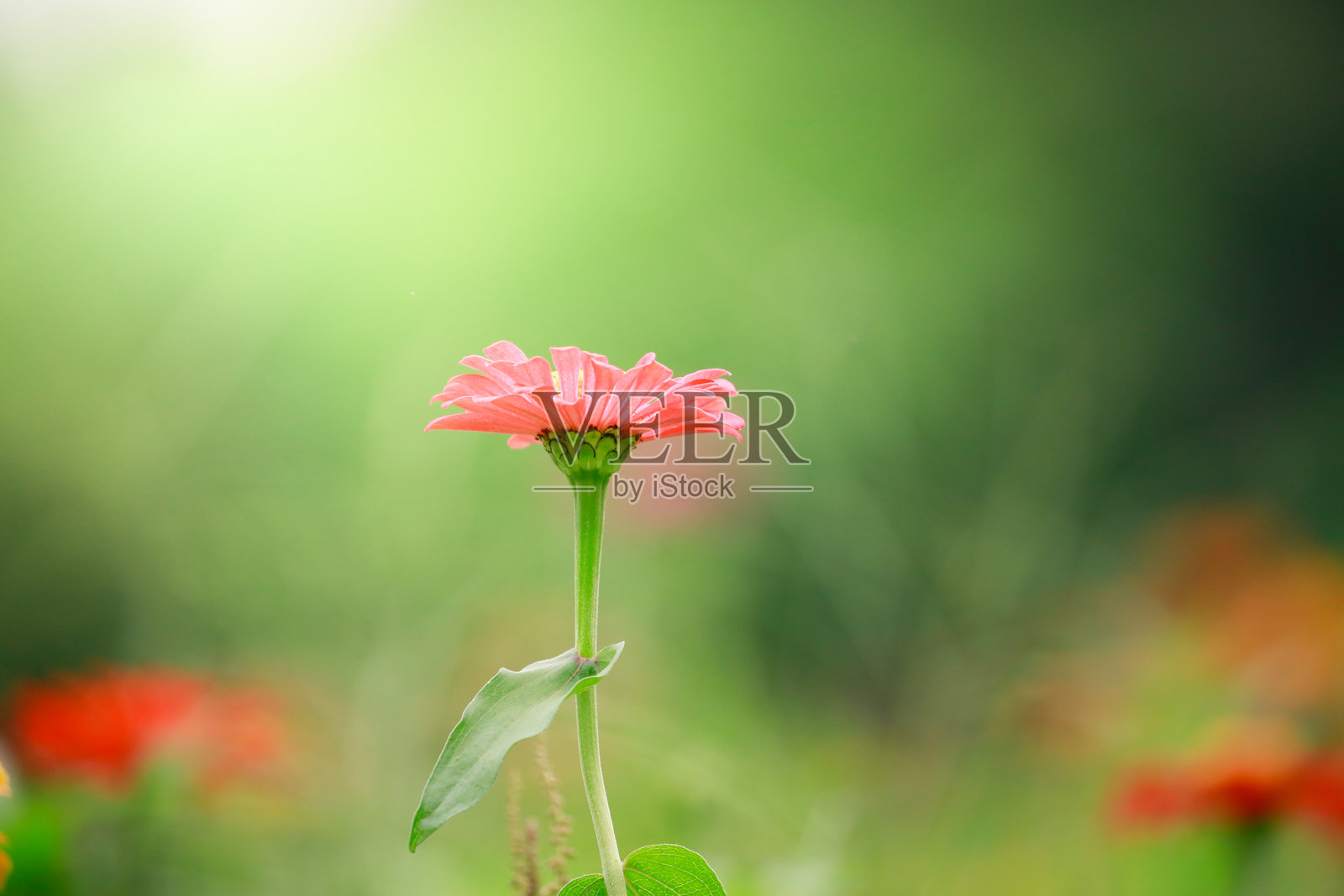 在郁郁葱葱的绿色花园中，一朵娇嫩的粉色雏菊在柔和的阳光和模糊的背景下绽放。照片摄影图片