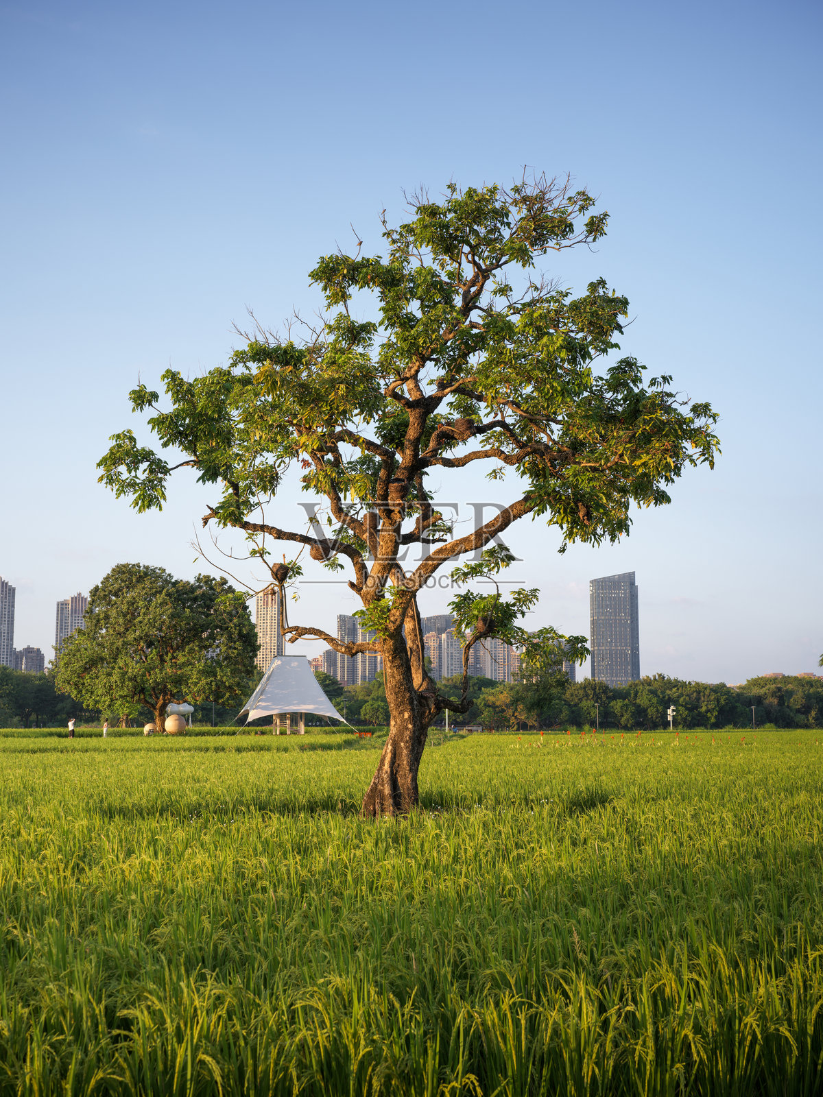 城市天际线背景下的繁茂绿野中的孤树照片摄影图片