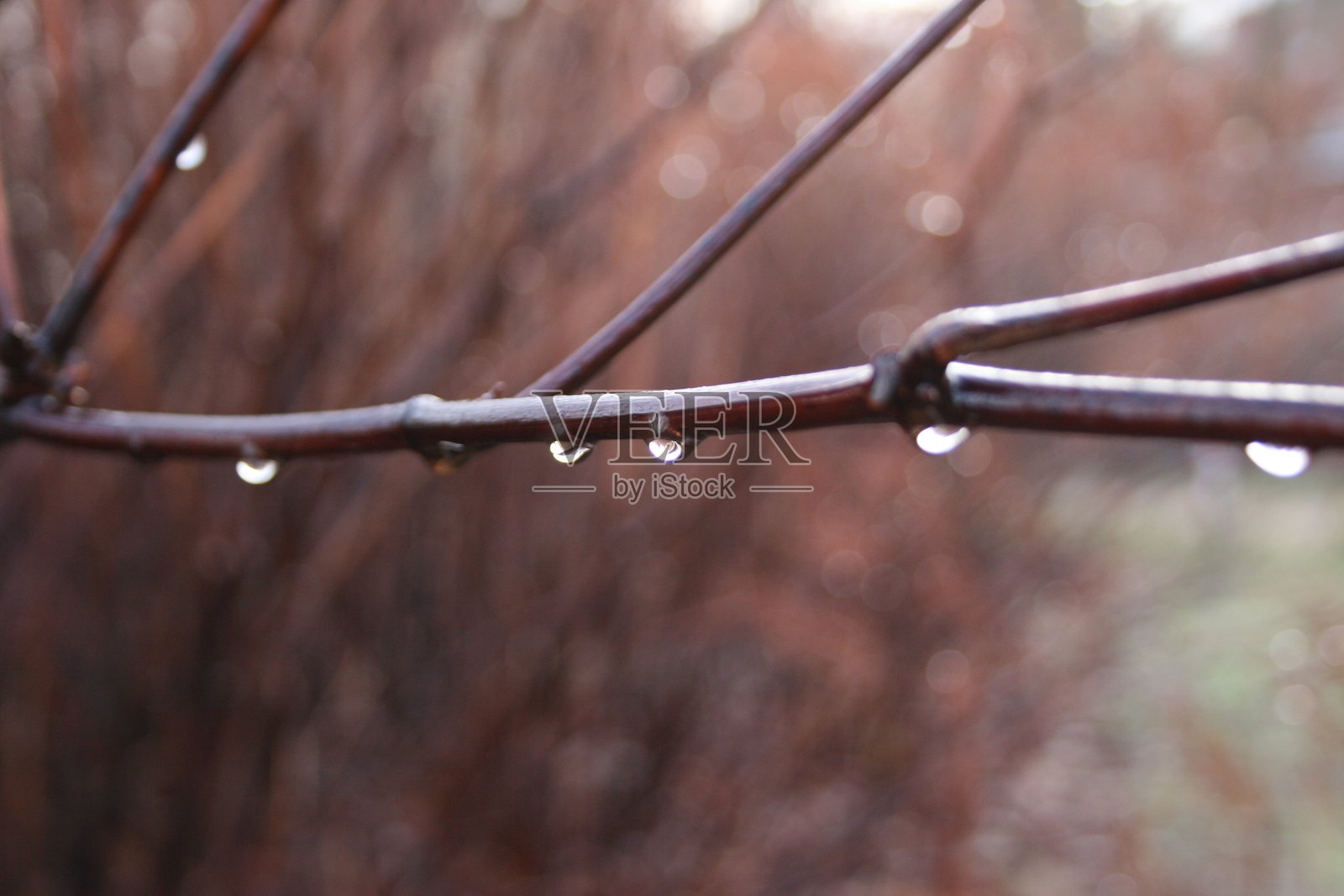 森林中树枝下的水滴照片摄影图片