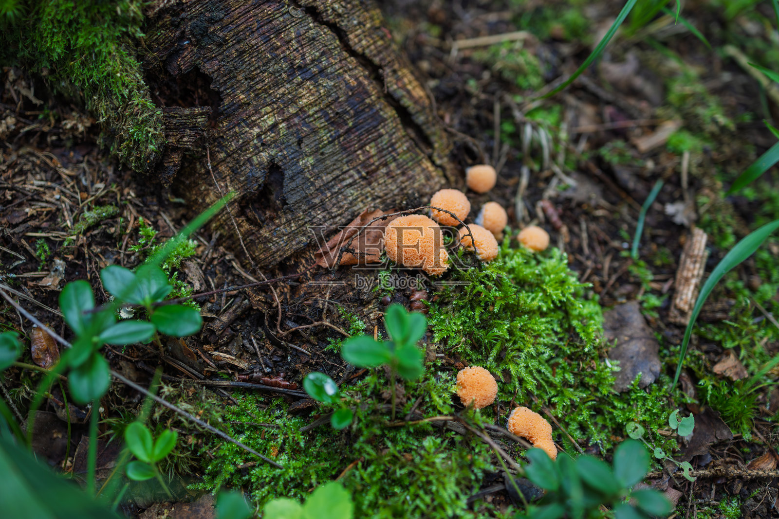树桩附近长满苔藓的林地上橙色粘菌照片摄影图片