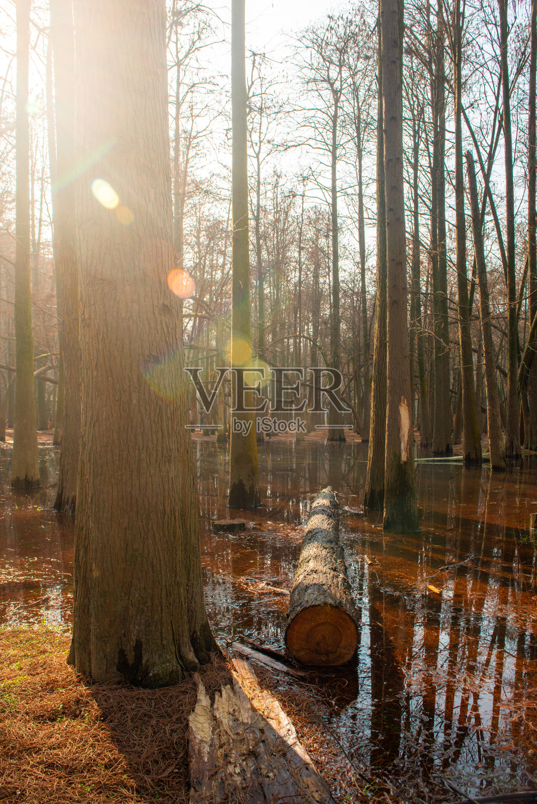阳光穿透高树林立、水面如镜的沼泽森林，营造出宁静的景致照片摄影图片