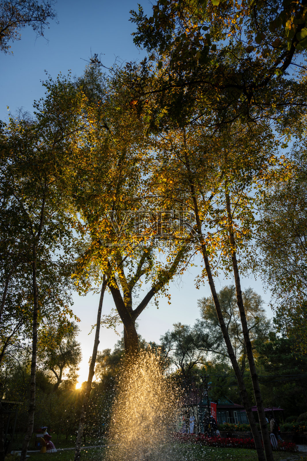 秋日公园里的喷泉与金色落叶照片摄影图片