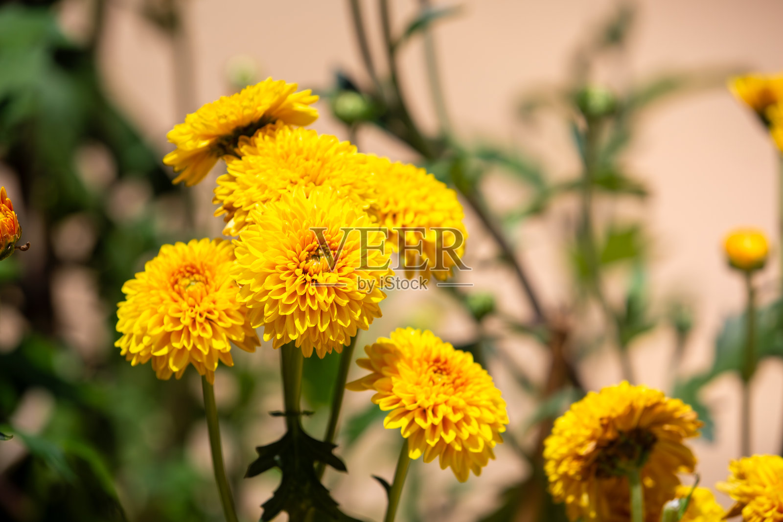 盛开的鲜艳黄菊特写照片摄影图片