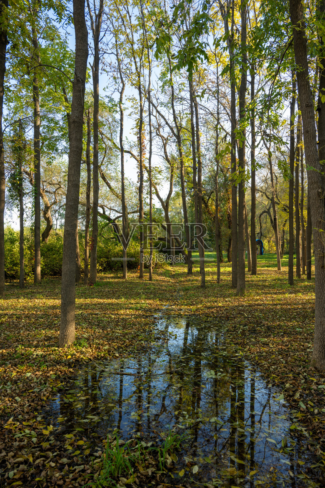 秋日森林宁静的池塘，倒映着树木与落叶照片摄影图片