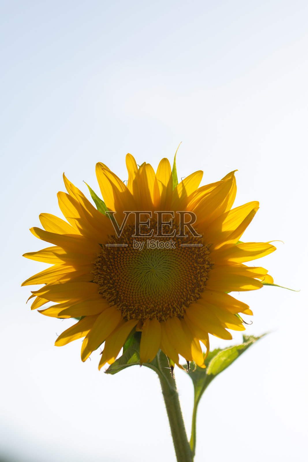 蓝天下的向日葵特写照片摄影图片