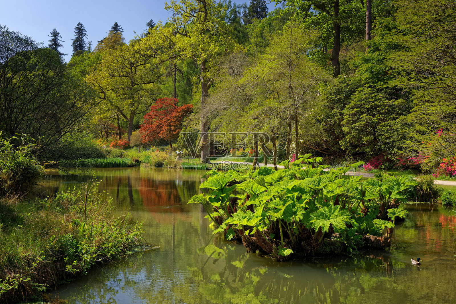 春季英式花园中的湖泊照片摄影图片