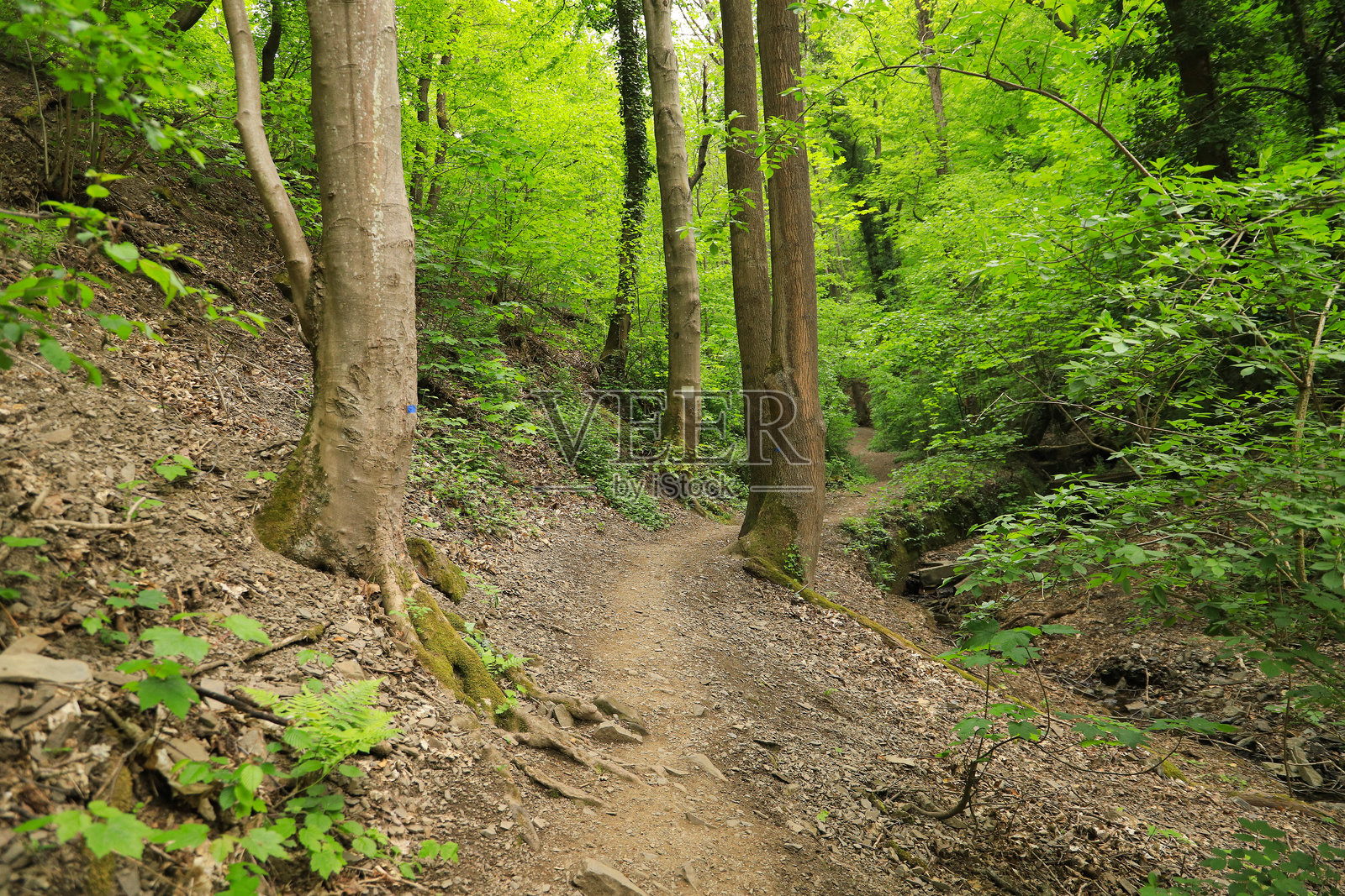 在莱茵兰-普法尔茨州兰茨泰因的鲁珀特斯克拉姆峡谷进行野外浪漫徒步旅行 - 德国照片摄影图片