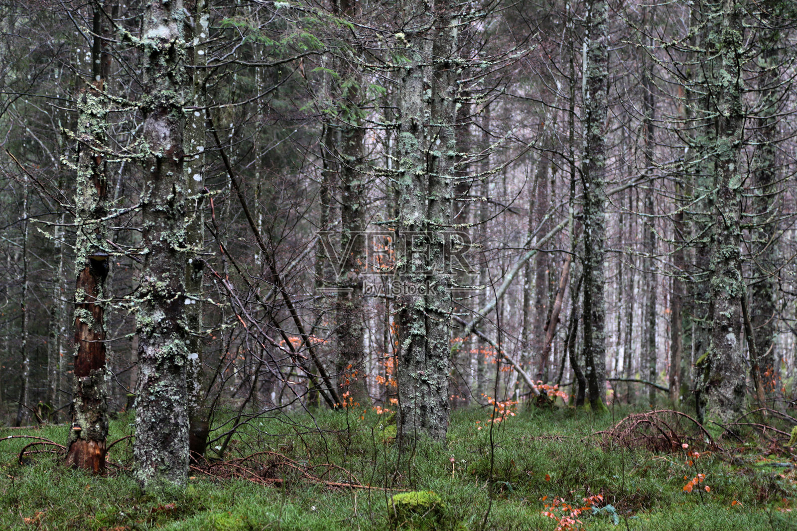 黑森林风景照片摄影图片