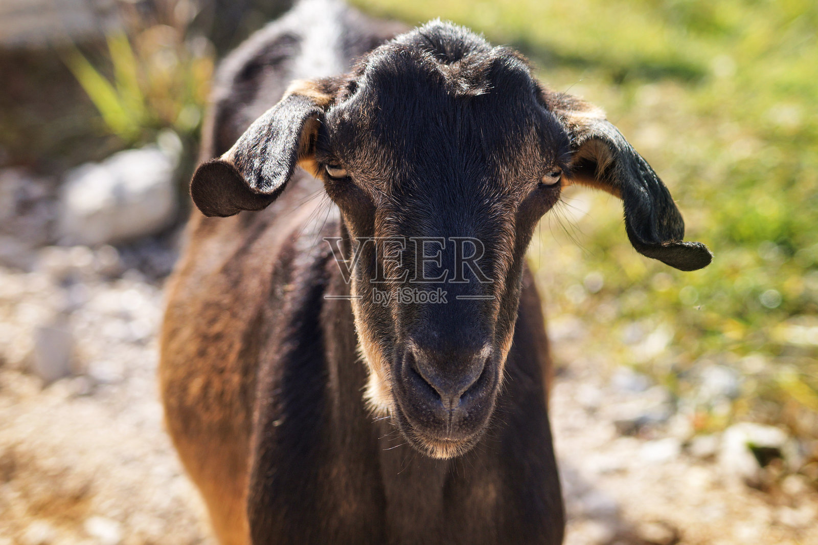 黑山羊照片摄影图片