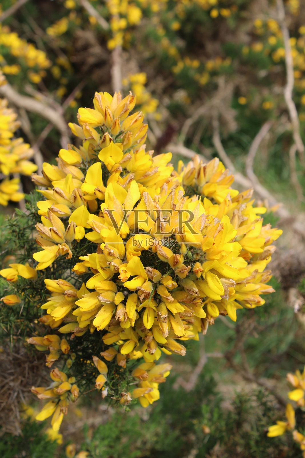 爱尔兰凯里郡基拉尼国家公园的近距离的金雀花盛开的景象照片摄影图片