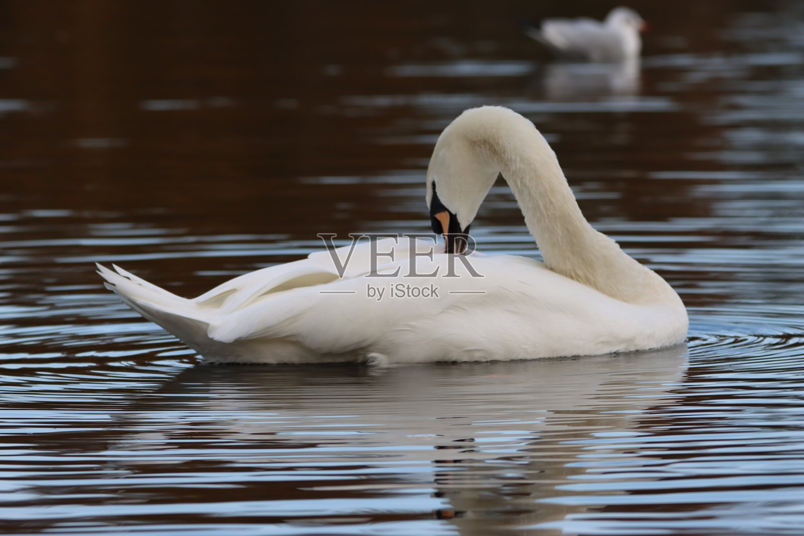 天鹅在梳理羽毛照片摄影图片