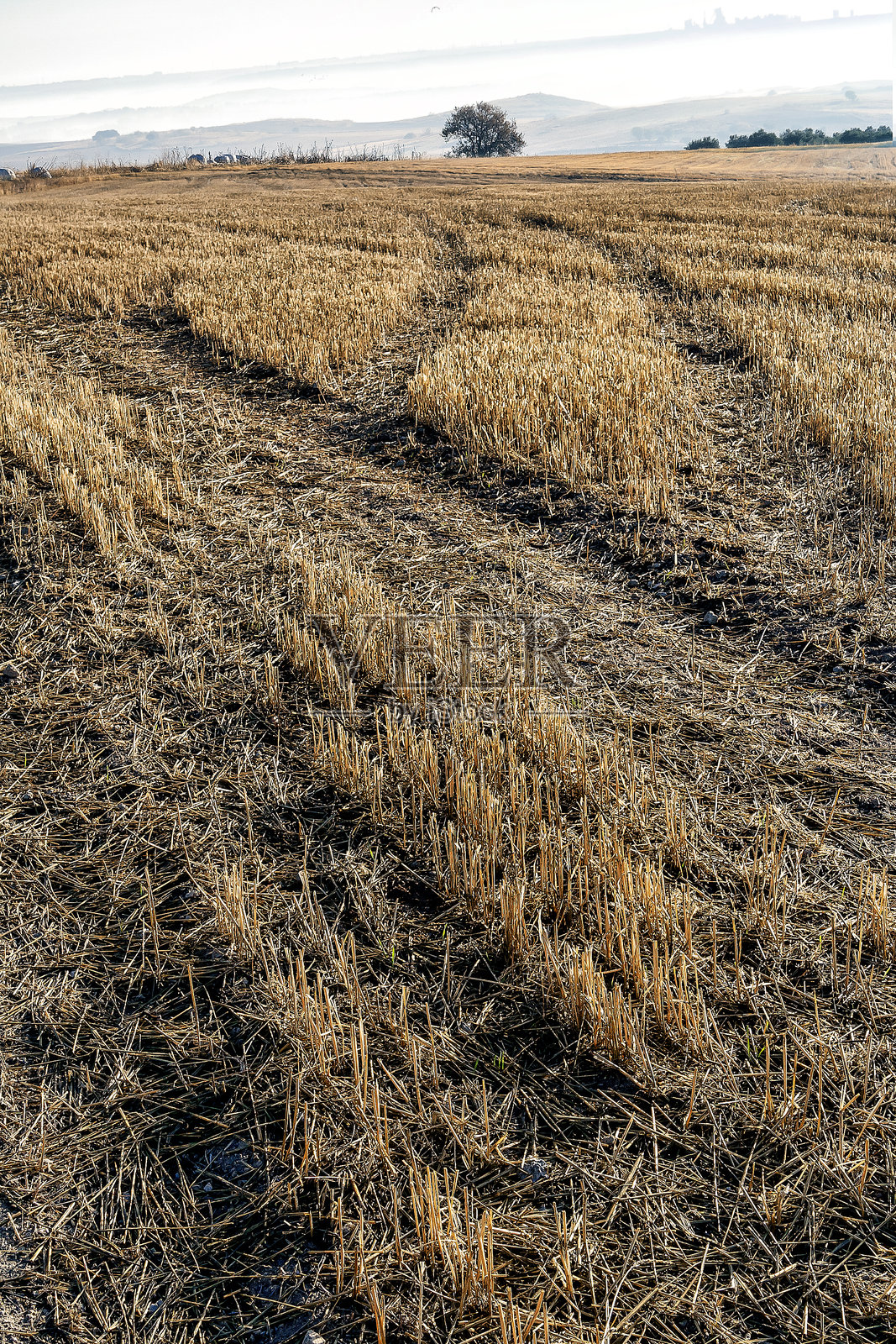 在茬地里打滚照片摄影图片