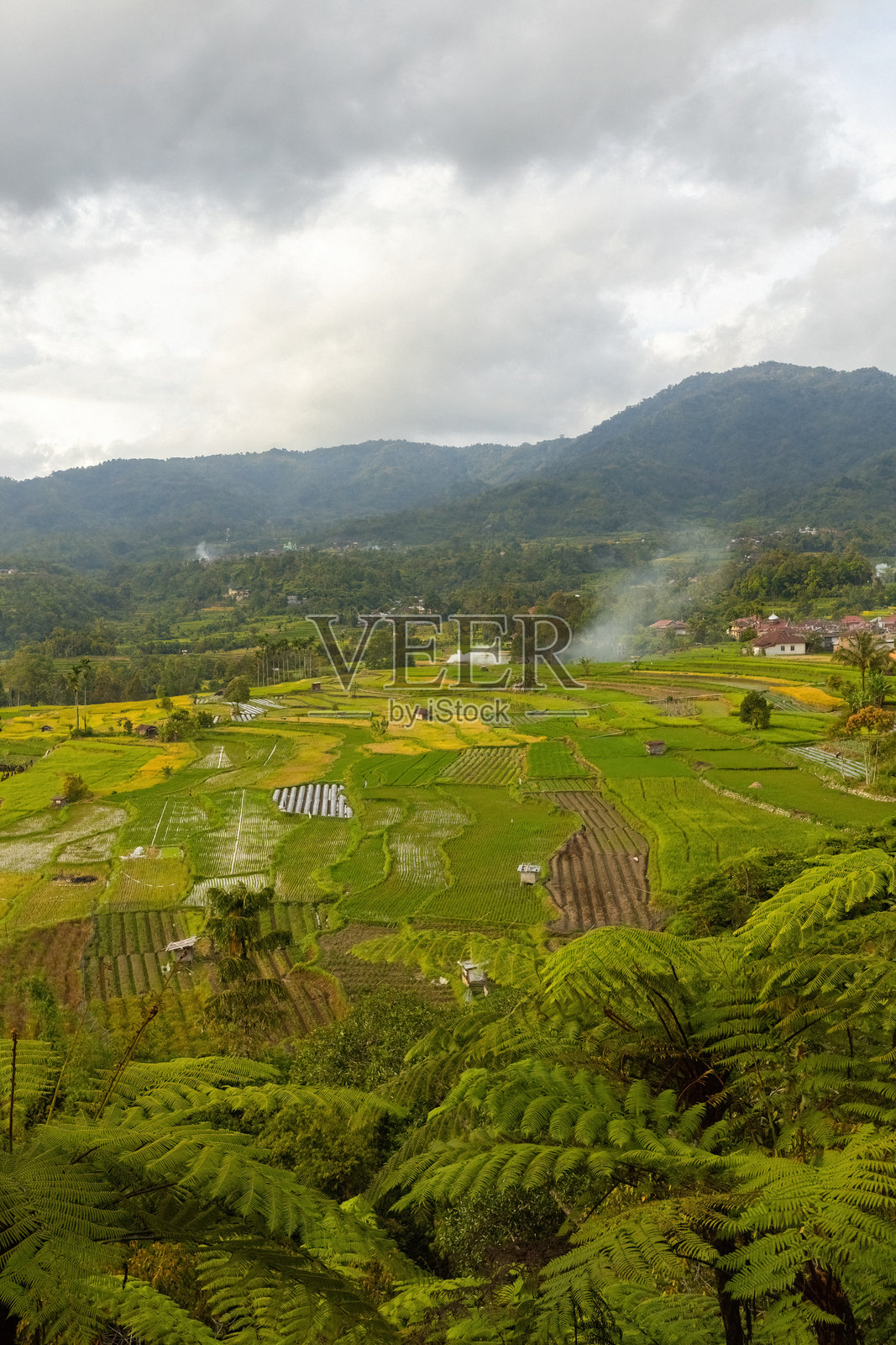 印度尼西亚西苏门答腊省翠绿的稻田的壮丽景色照片摄影图片