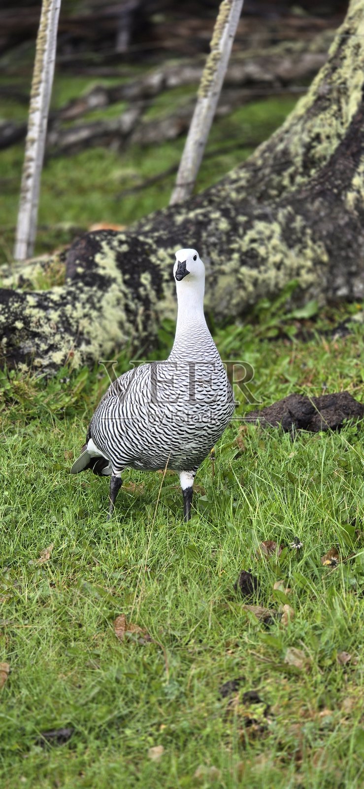 鸟类图片照片摄影图片
