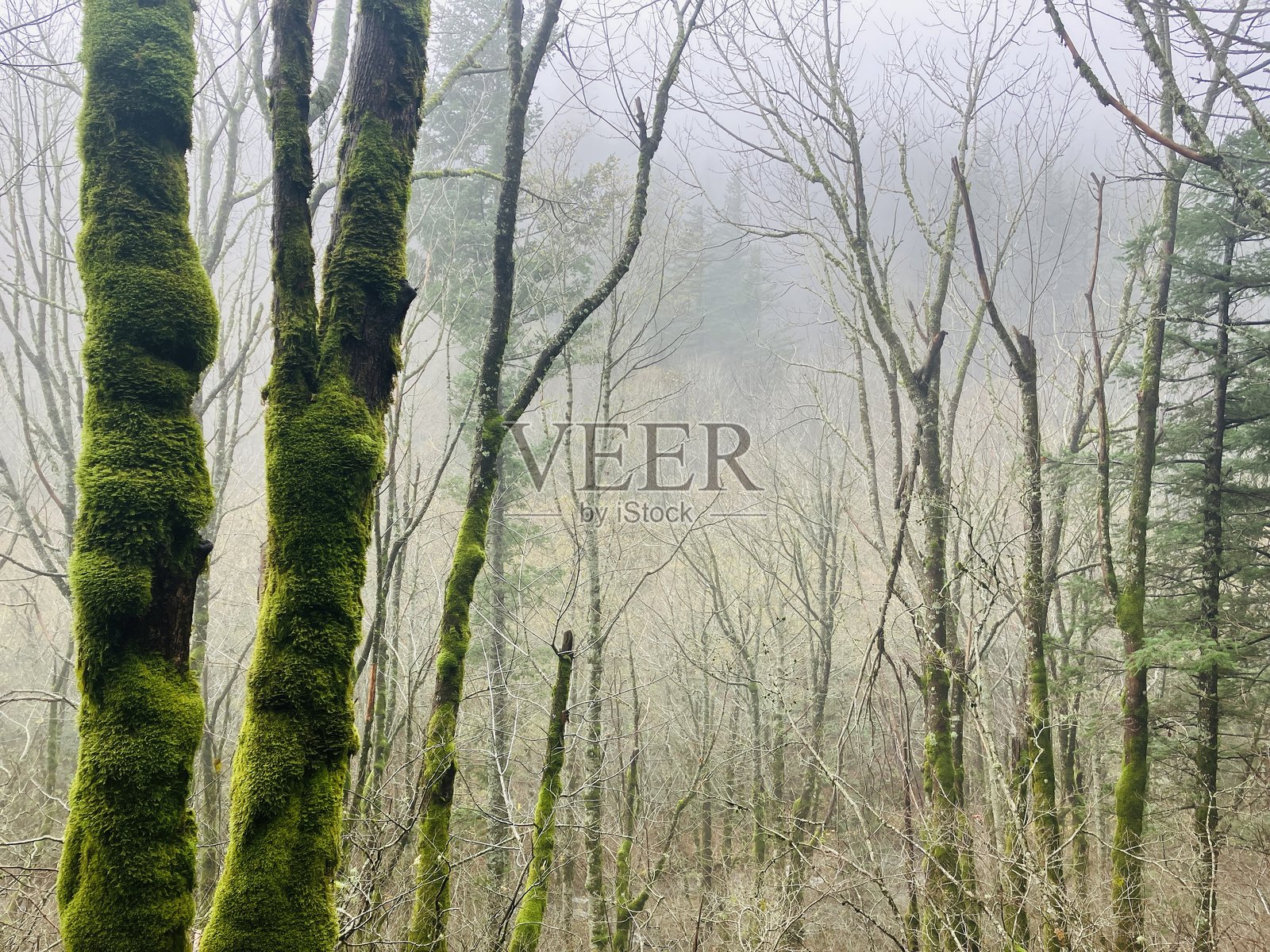 森林景观照片摄影图片