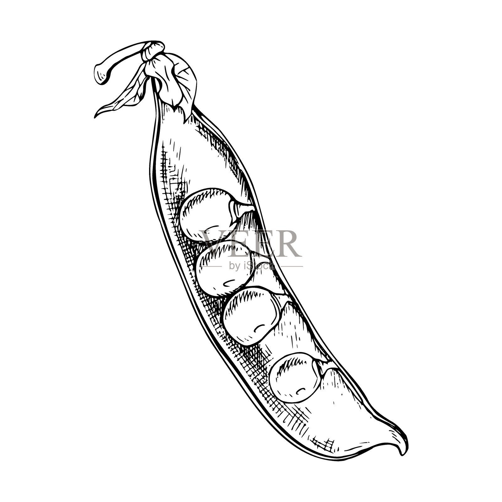 一个绿色豌豆荚的半剖面手绘插画，里面有几颗圆形的豌豆。植物风格矢量插画，用黑色墨水绘制。细线勾勒的草图。插画图片素材