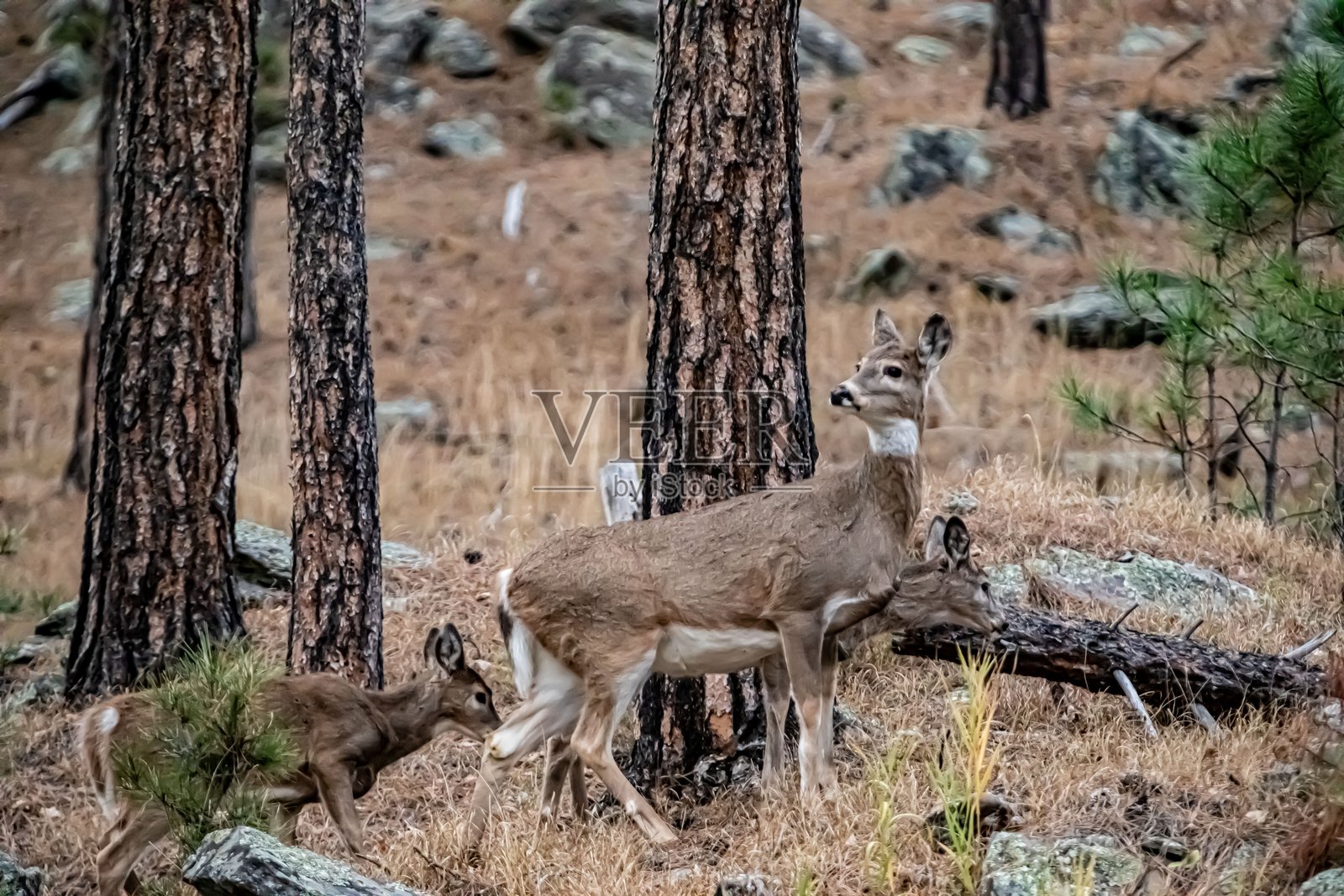 母鹿离开林间空地的侧面视图照片摄影图片