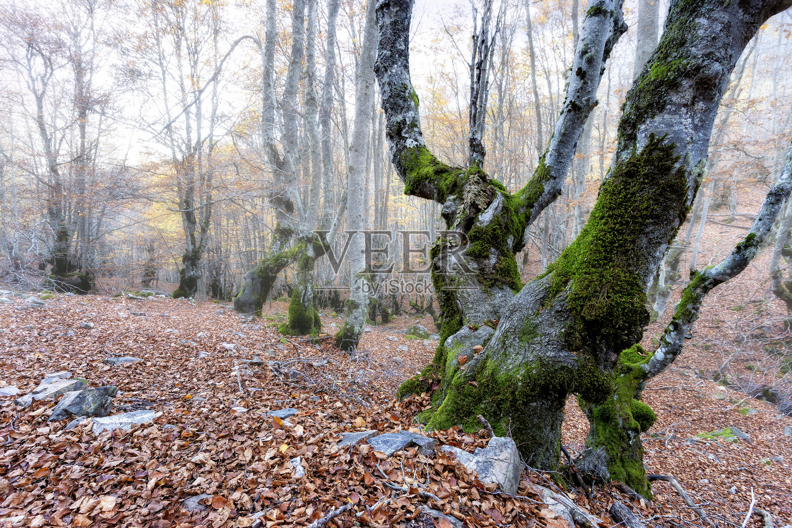 拉佩德罗萨山毛榉林照片摄影图片