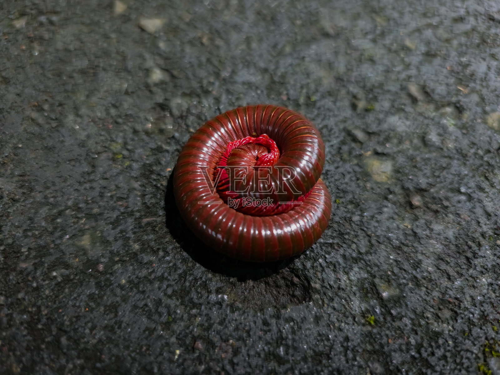 深红色马陆盘绕成螺旋状，处于潮湿黑色沥青纹理上的防御姿势照片摄影图片