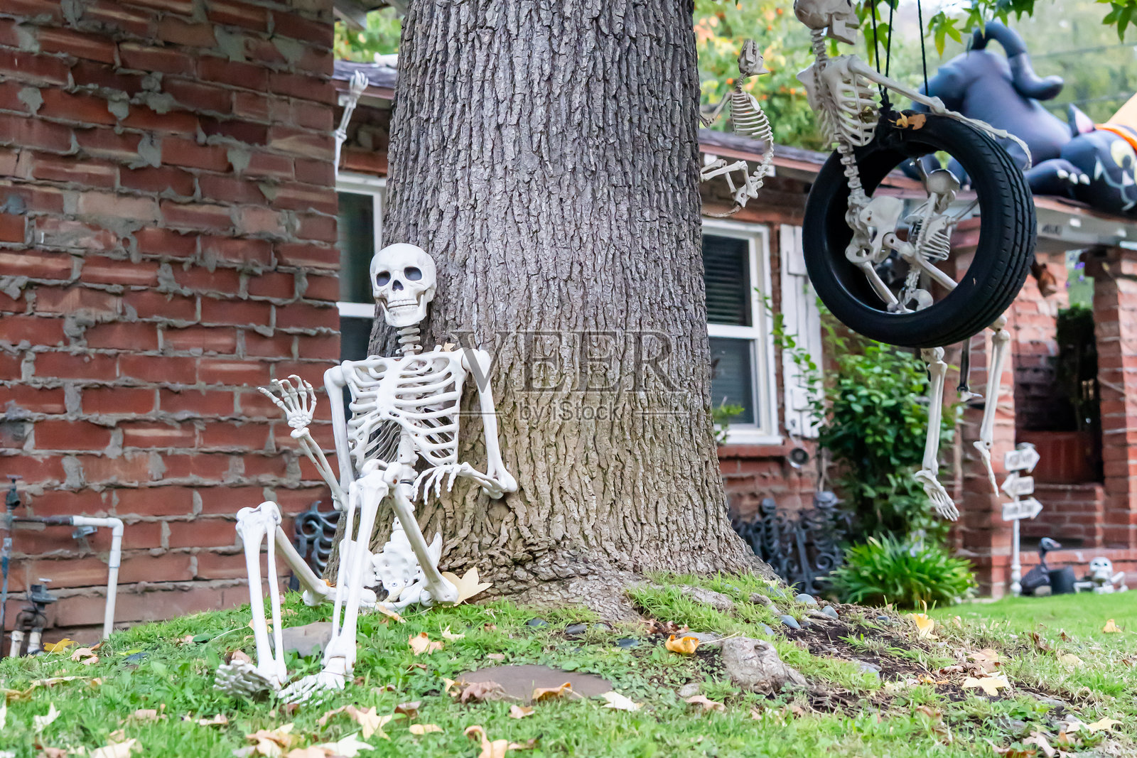 万圣节挂在树上的搞笑骷髅装饰品照片摄影图片