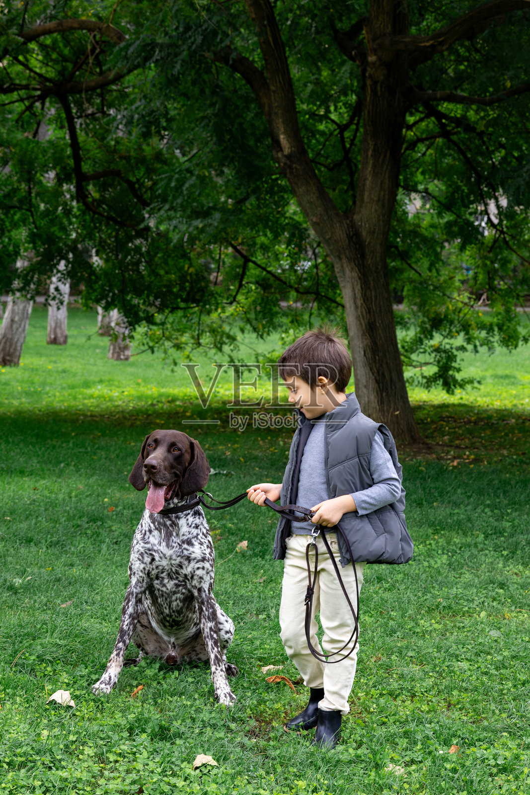 小男孩在绿色公园里遛狗照片摄影图片