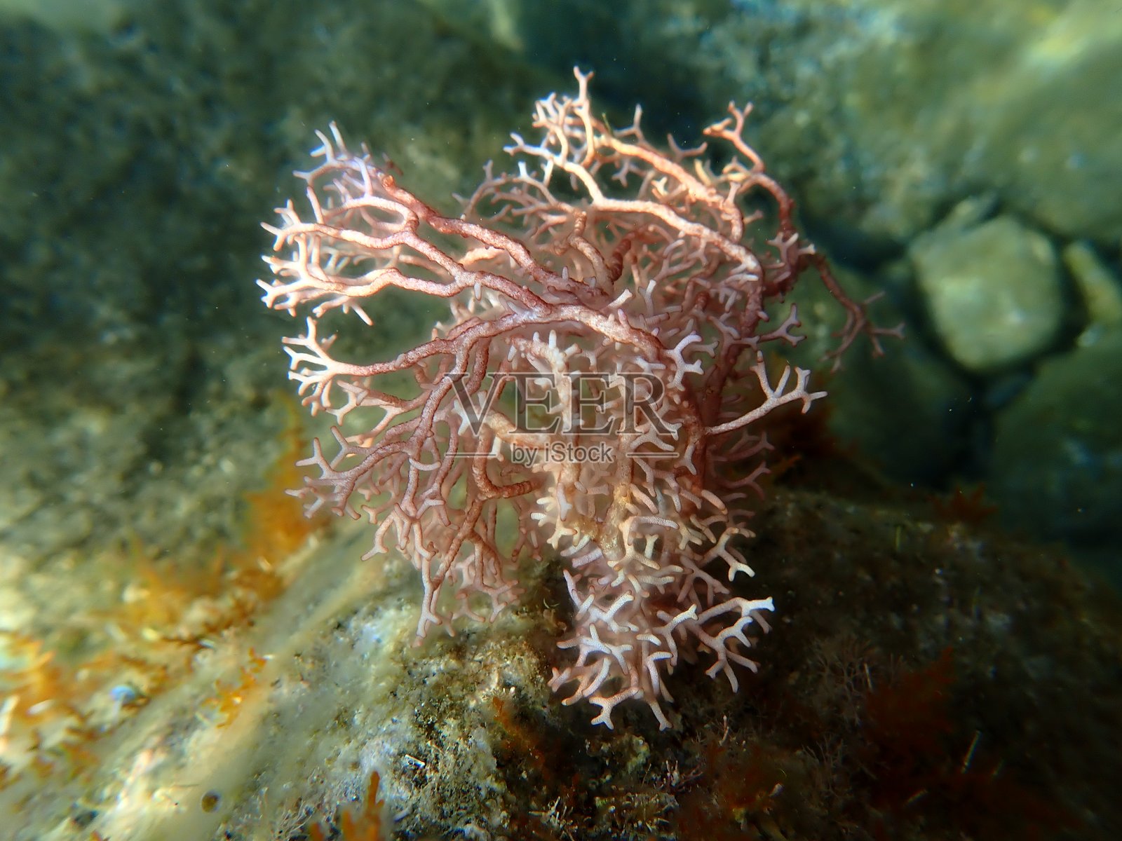 红藻 Amphiroa rigida 海底，利古里亚海照片摄影图片