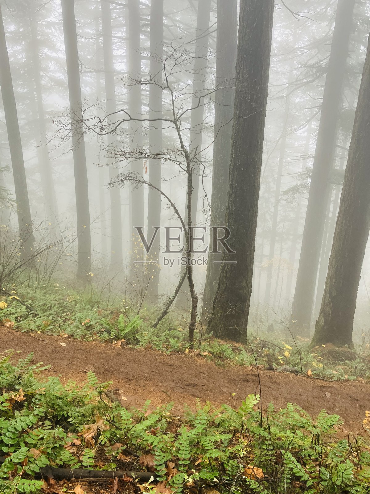 森林小径照片摄影图片