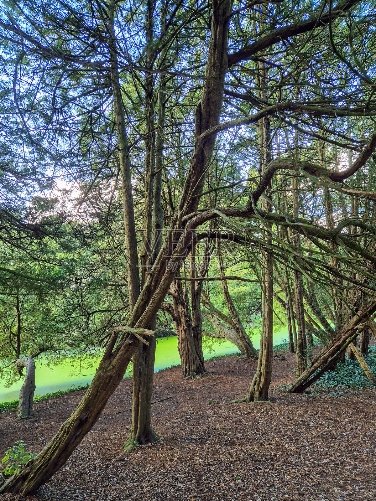 游客在诺丁汉郡纽斯特德修道院的花园里游览照片摄影图片