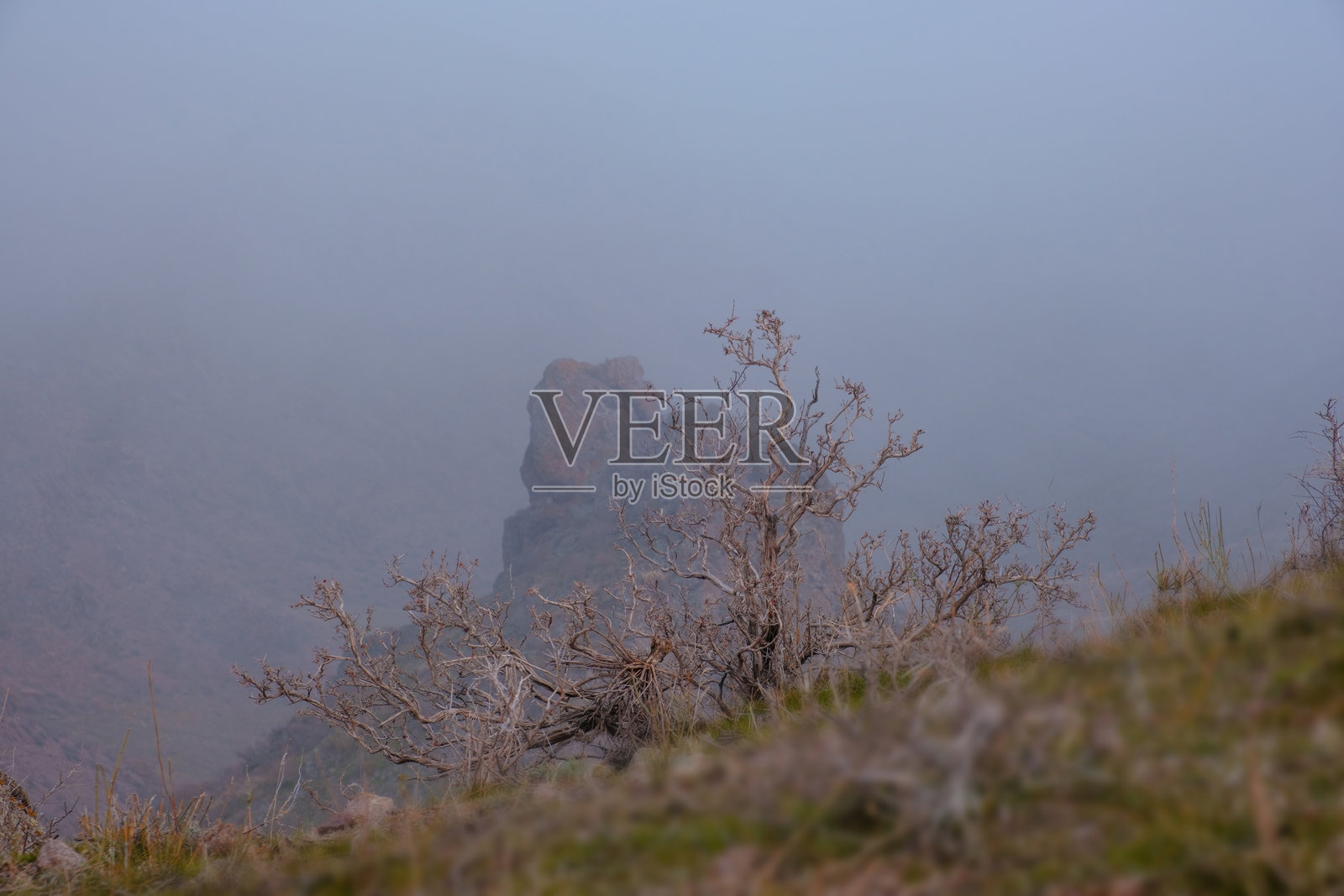 哈萨克斯坦伊犁岩石地貌背景下，山坡上孤零零的枯树，笼罩在浓厚的蓝色雾气中，营造出神秘的景观照片摄影图片
