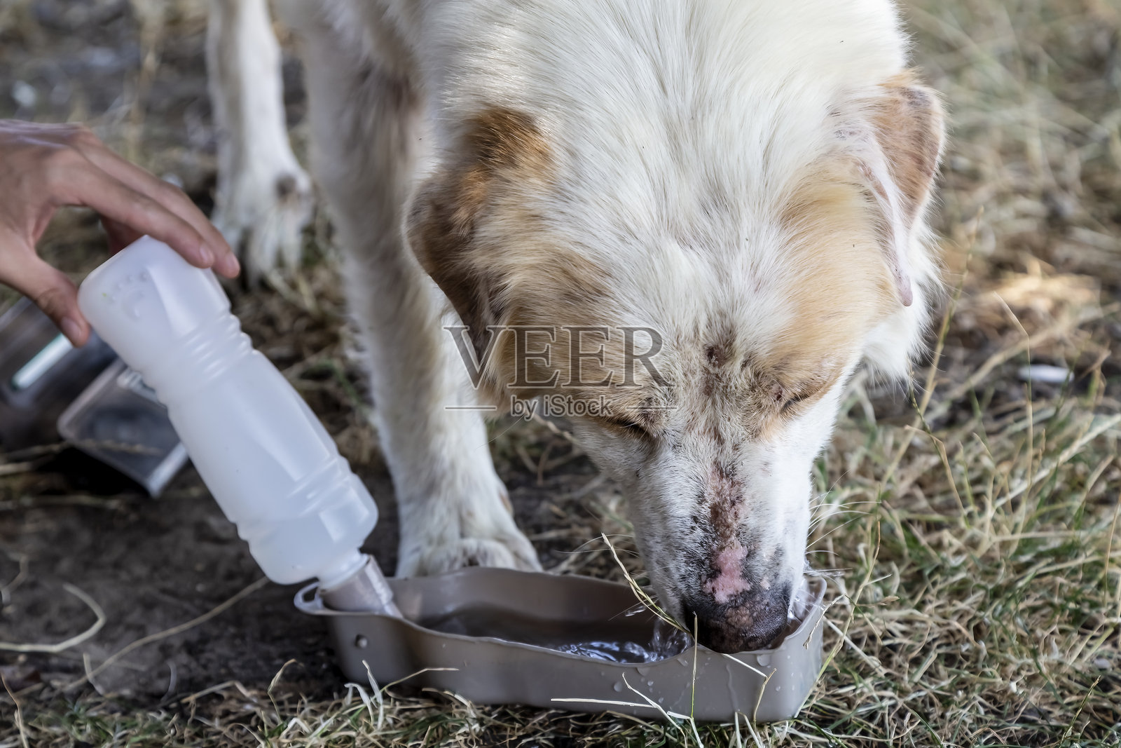 一名女子在给一只生病又口渴的狗狗喂水。照片摄影图片