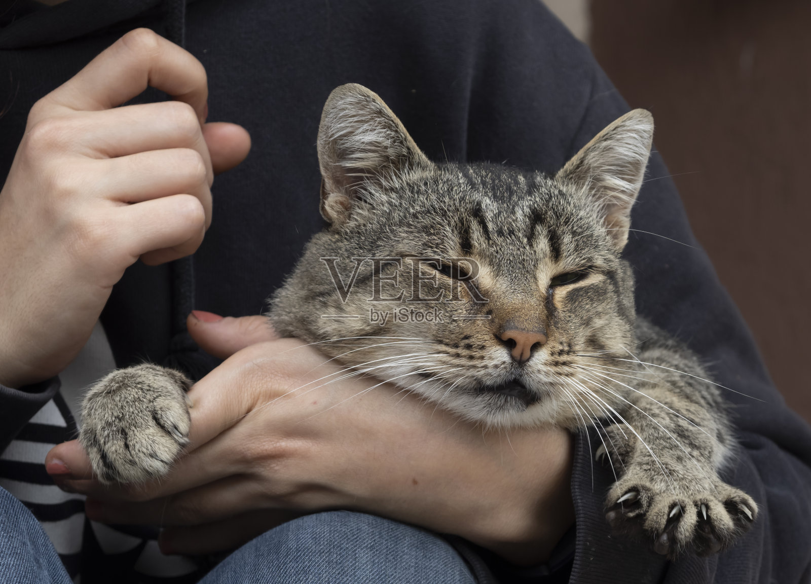 一个女孩怀里安详地坐着一只猫。照片摄影图片