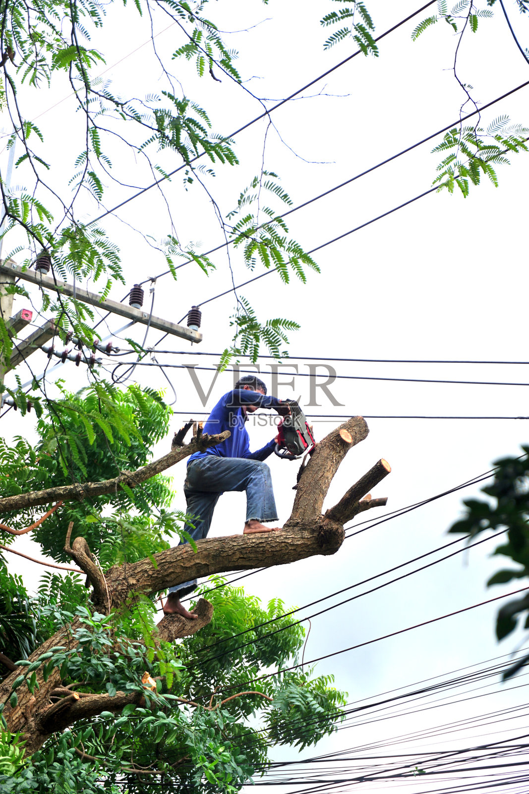 工人正在砍伐大树,背景是电线照片摄影图片