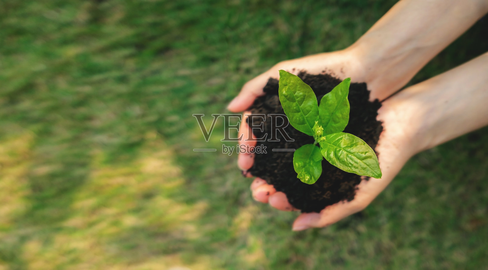 手持土壤中的幼苗，准备种植的俯视图。可持续性和环境保护理念。照片摄影图片