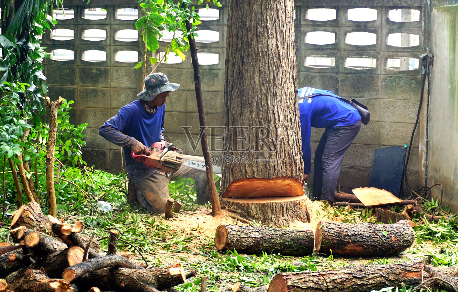 伐木工用链锯砍伐大树，前景为树干照片摄影图片
