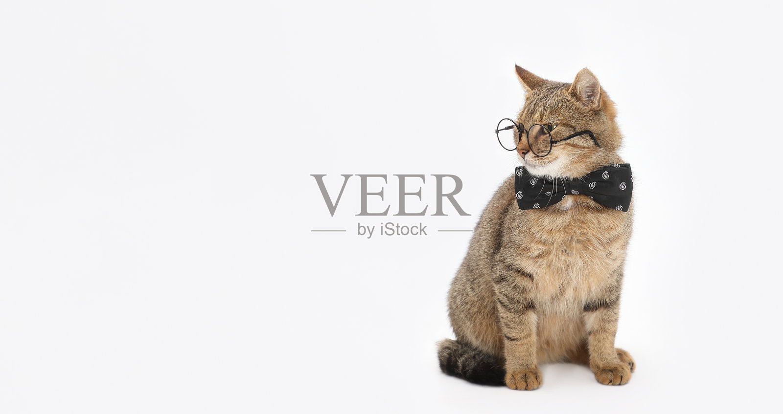 戴眼镜的猫咪看向一旁照片摄影图片