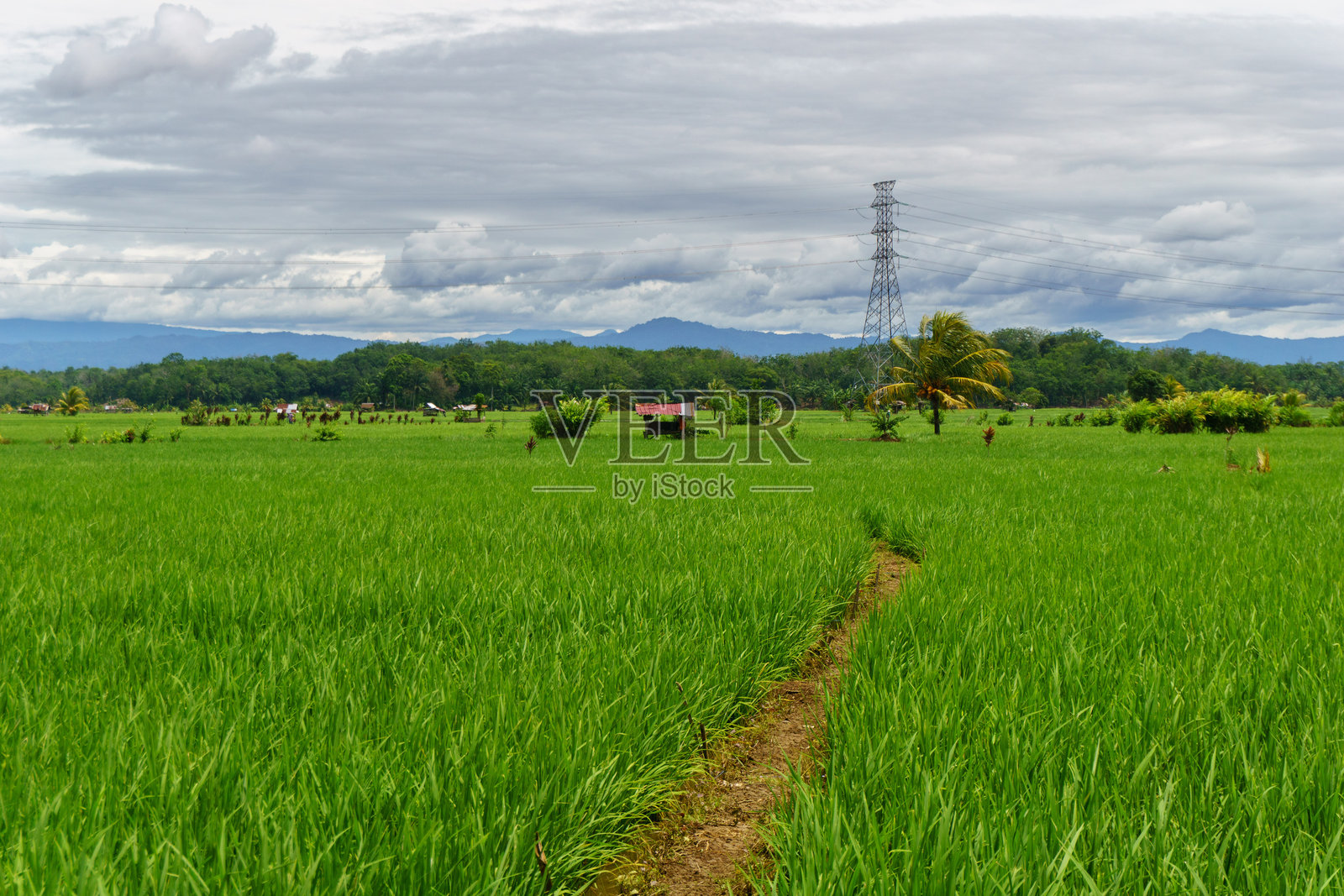 美丽的印度尼西亚早晨全景，稻田呈现出绚丽的色彩，天空沐浴在自然光下照片摄影图片