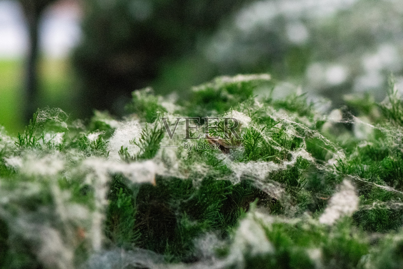 秋季宏观纹理：绿色灌木上的绒毛、蜘蛛网和柔软的植物纤维照片摄影图片