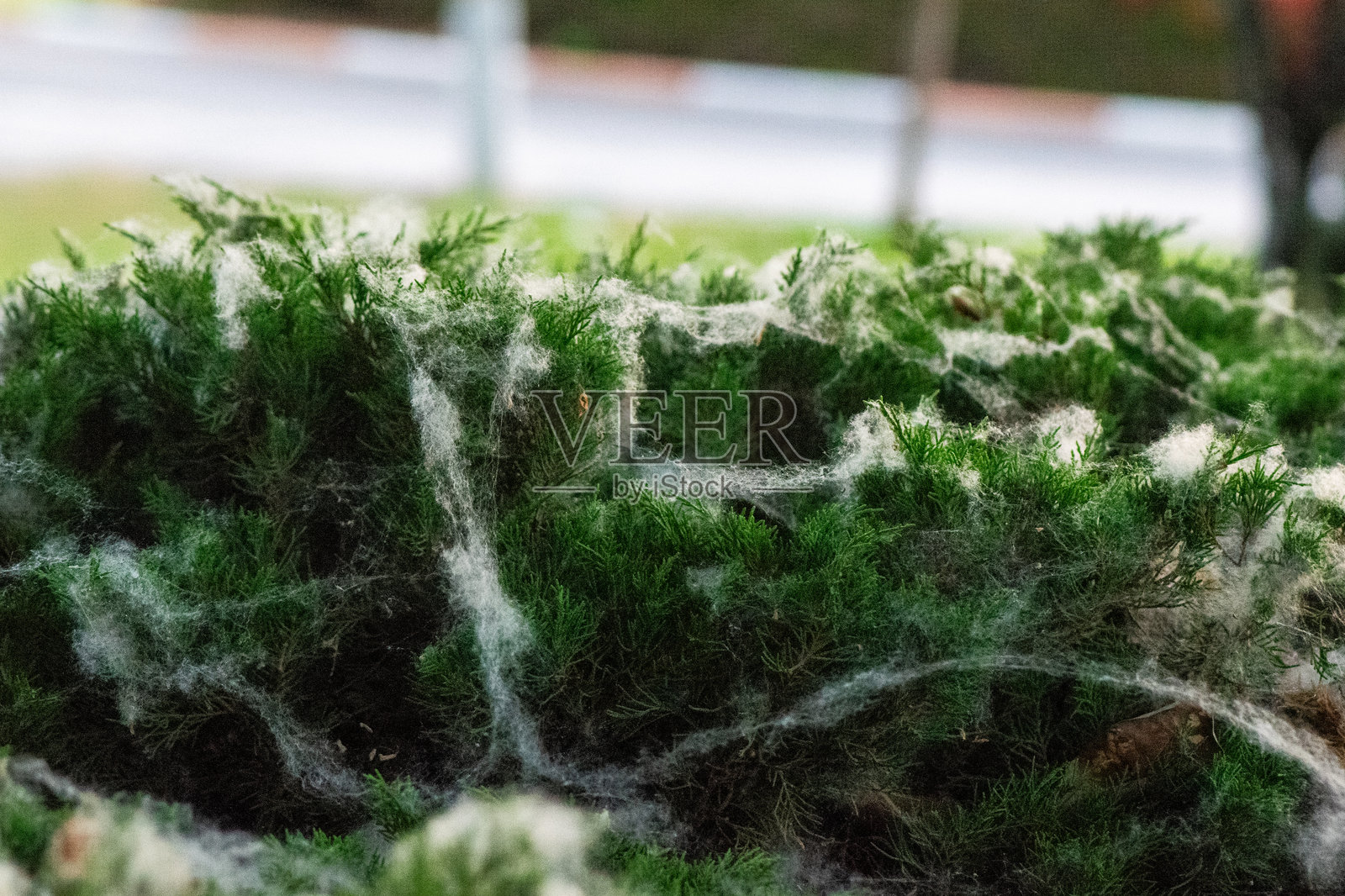 秋季绿色灌木丛上的绒毛、蜘蛛网和柔软植物纤维——宏观纹理照片摄影图片