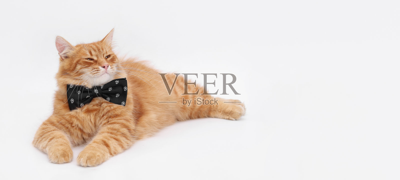 戴着领结的姜黄色猫，躺在白色背景上照片摄影图片