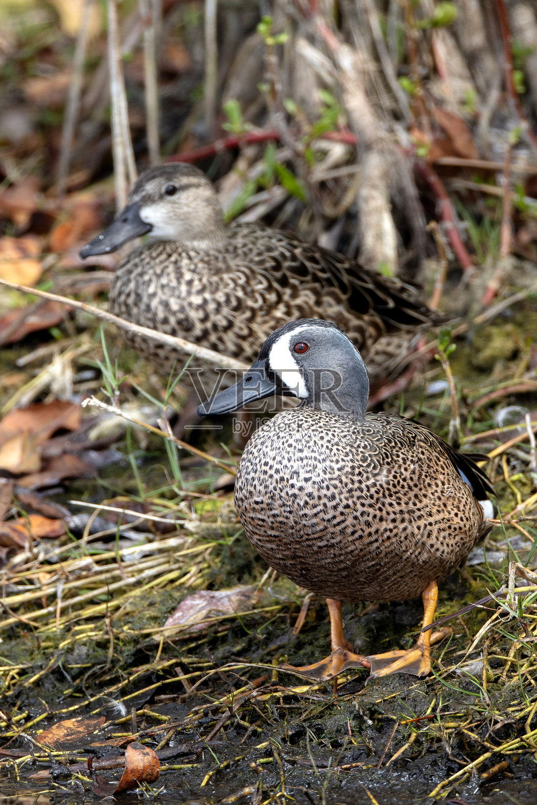 蓝翅鸭照片摄影图片