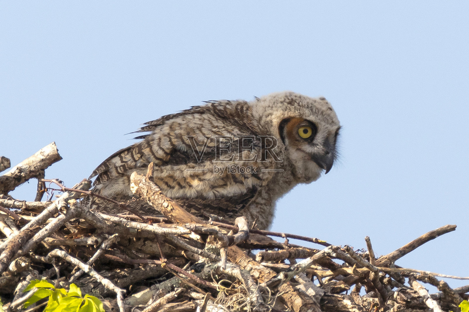 雕鸮照片摄影图片
