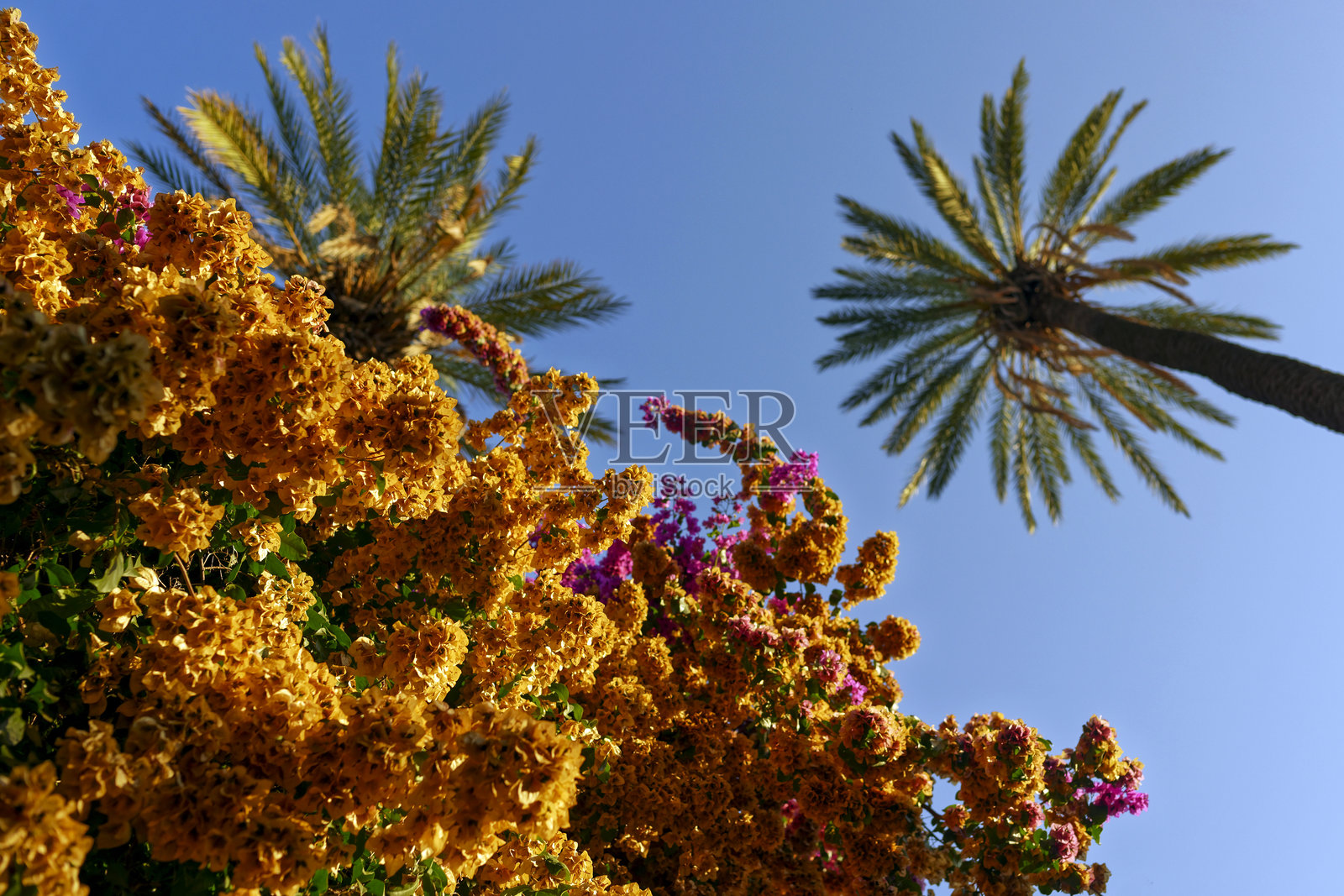 九重葛照片摄影图片