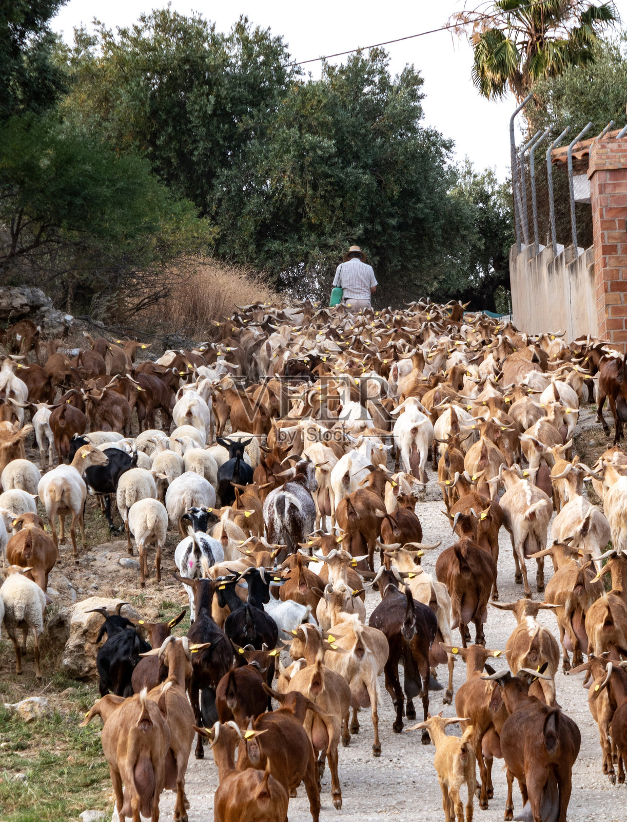 一群山羊照片摄影图片