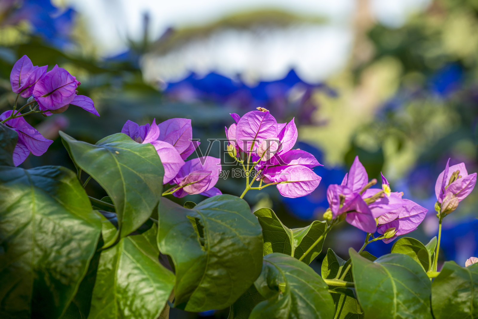 三角梅照片摄影图片