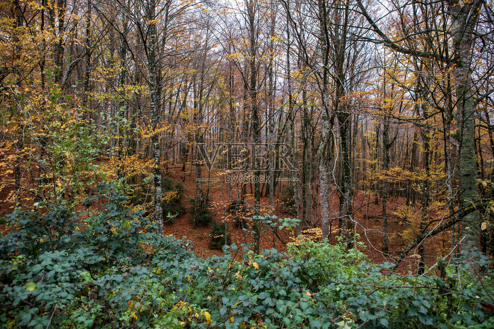 秋天色彩斑斓的树叶环绕着宁静的森林，落叶铺满地面，营造出平和的自然休憩之所。照片摄影图片