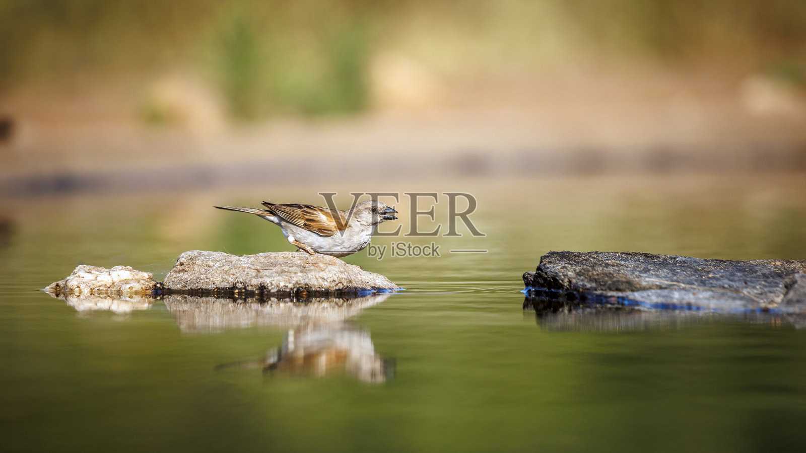 南非大克鲁格国家公园的南方灰头麻雀照片摄影图片