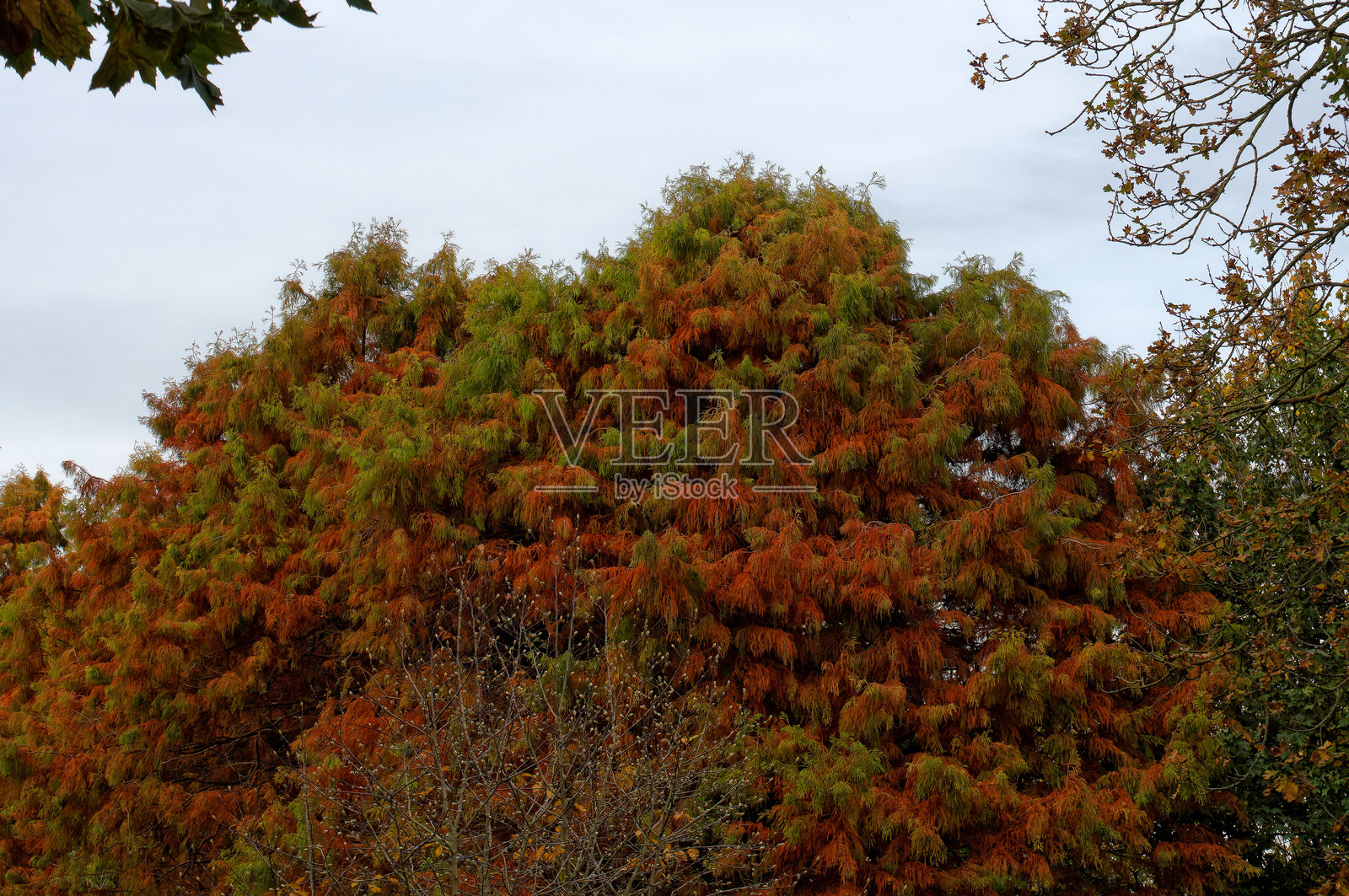 秋日悄然在树梢绽放——绿色褪去，染上温暖的橙黄，大自然静谧地停歇，等待休憩的到来照片摄影图片